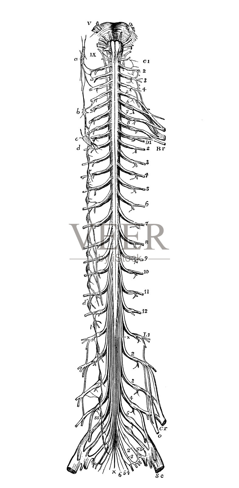 人体解剖学古董插图神经系统:脊神经插画图片素材
