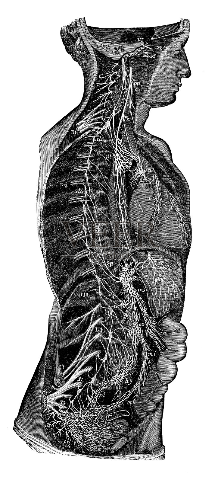人体解剖学及神经系统的古董插图插画图片素材