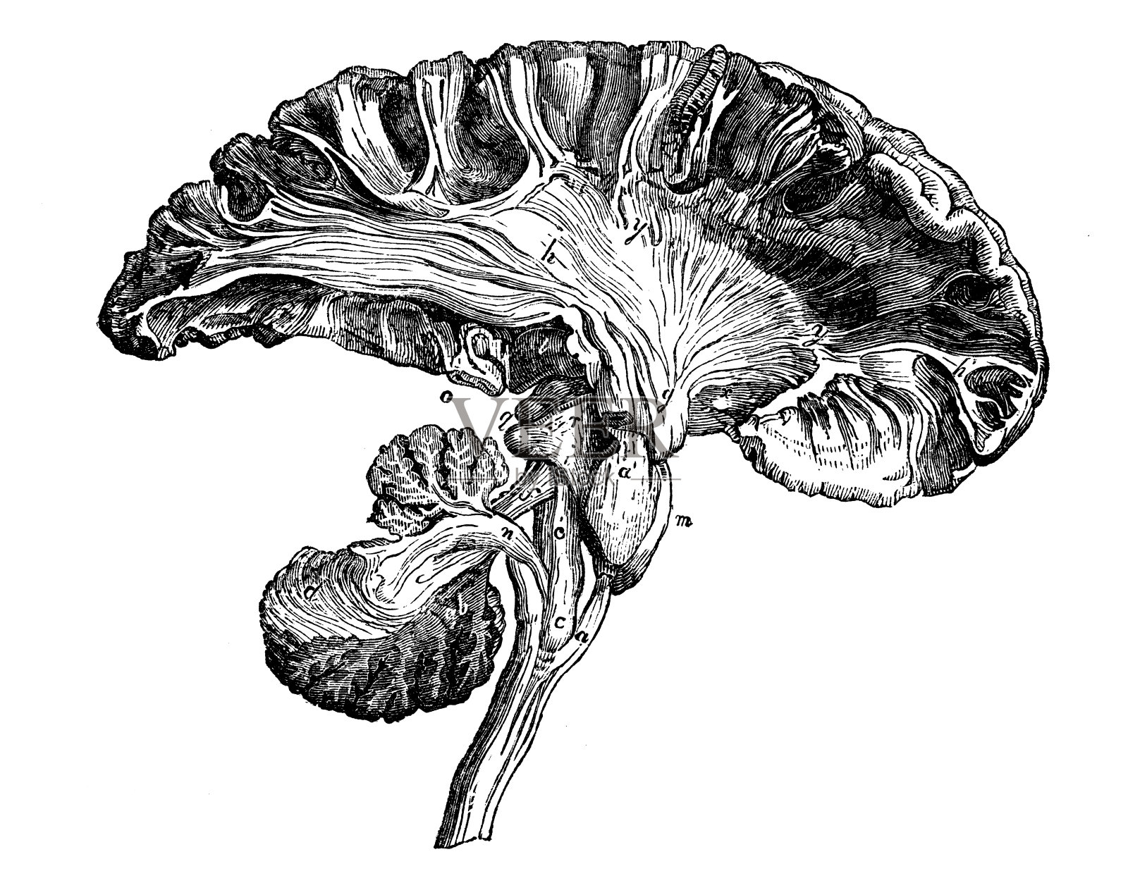 人体解剖学古插图神经系统:延髓，小脑，大脑插画图片素材