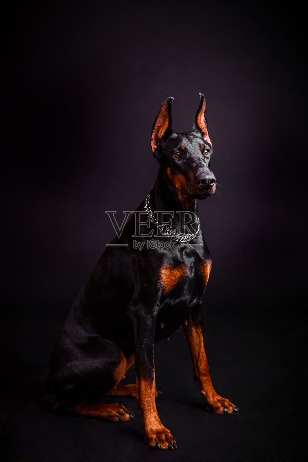 美丽的杜宾犬坐在黑色的背景上照片摄影图片