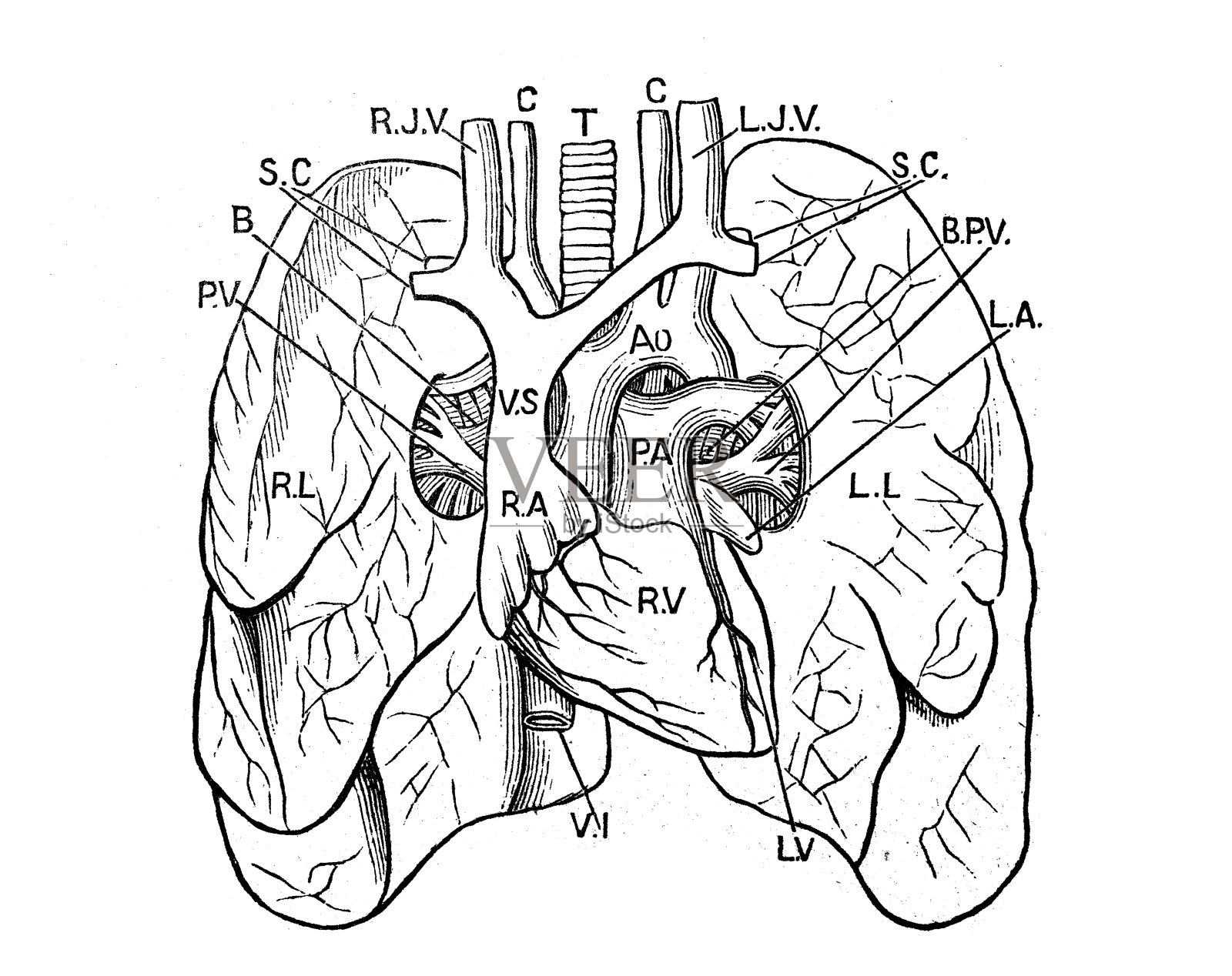古董雕刻插图:心脏和肺插画图片素材