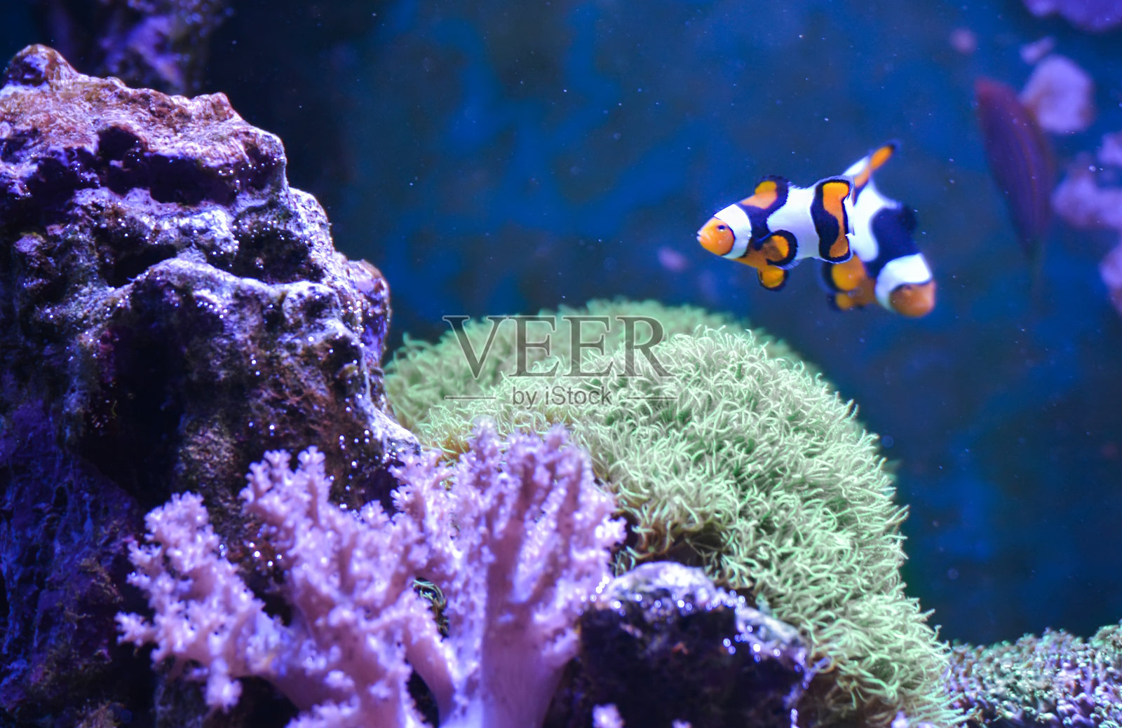 礁槽，装满水的海洋水族馆，用来饲养水下生物。天的观点。照片摄影图片