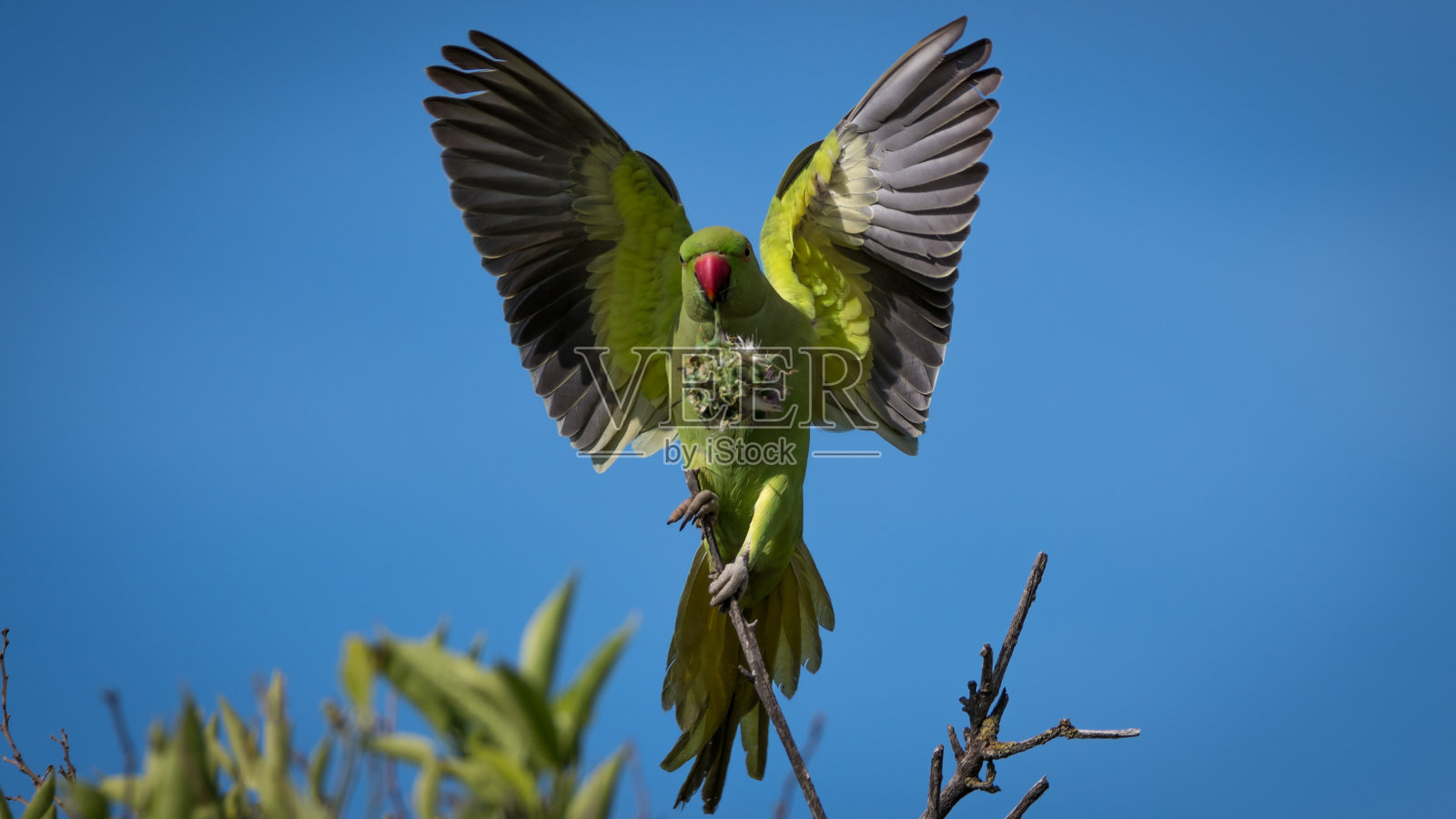 孤立的绿色鹦鹉在野外-以色列照片摄影图片