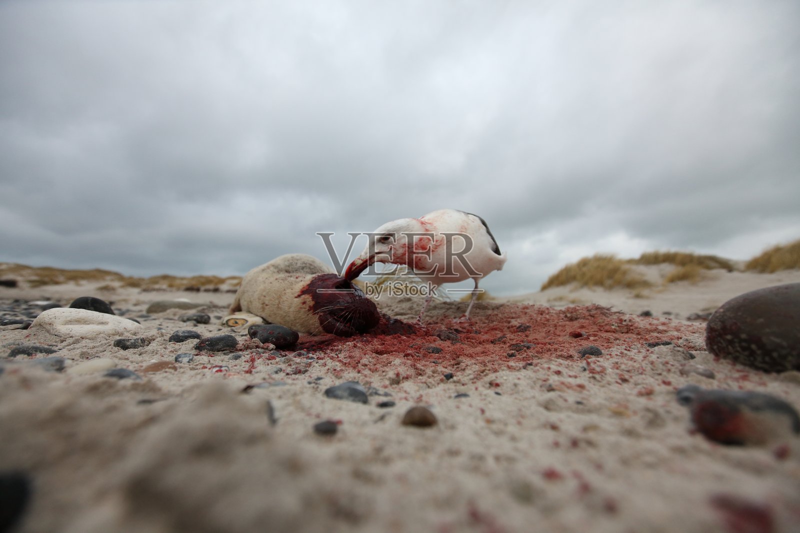 大黑背鸥吃死斑海豹，德国黑戈兰照片摄影图片