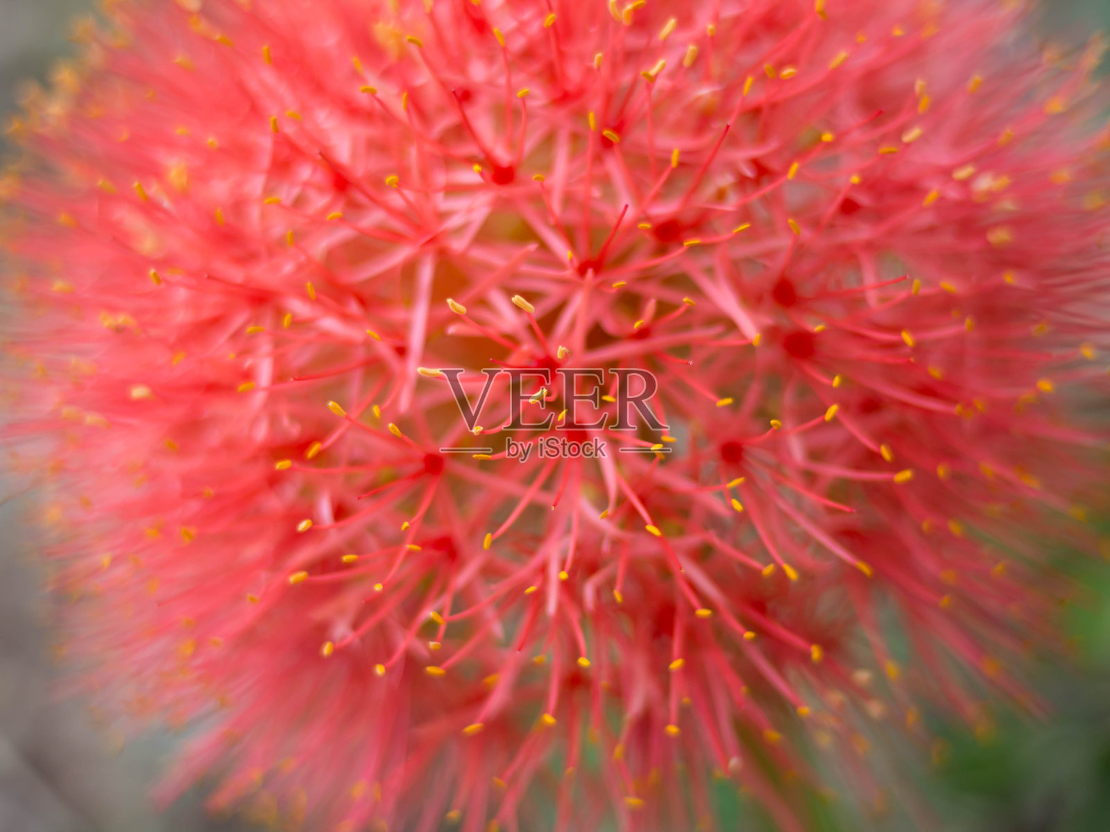美丽的红花石蒜特写照片摄影图片