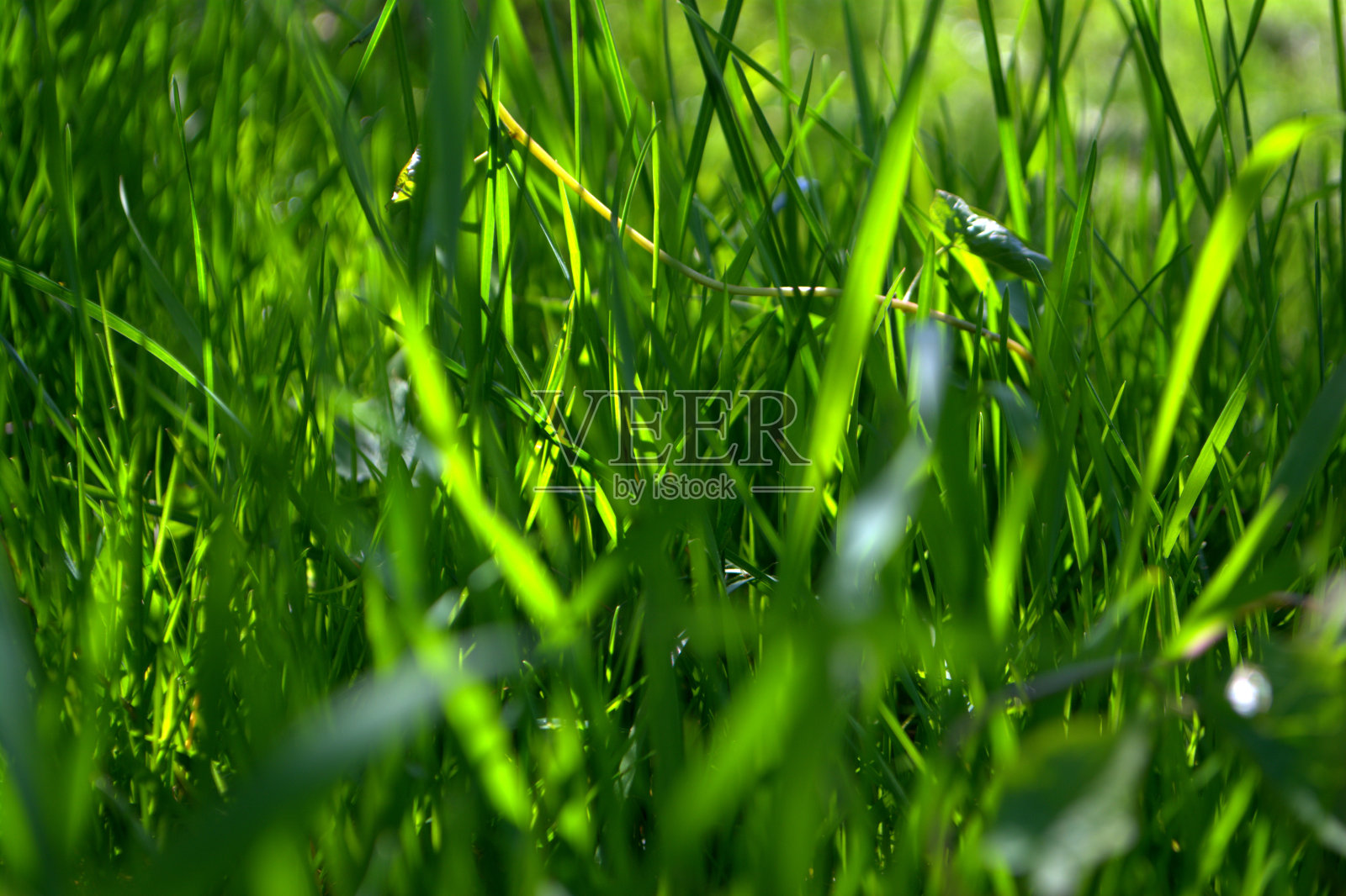 田野里有绿色的草照片摄影图片