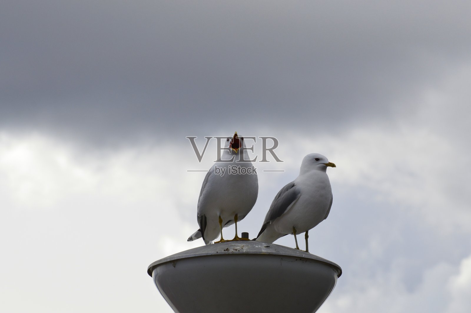 海鸥照片摄影图片