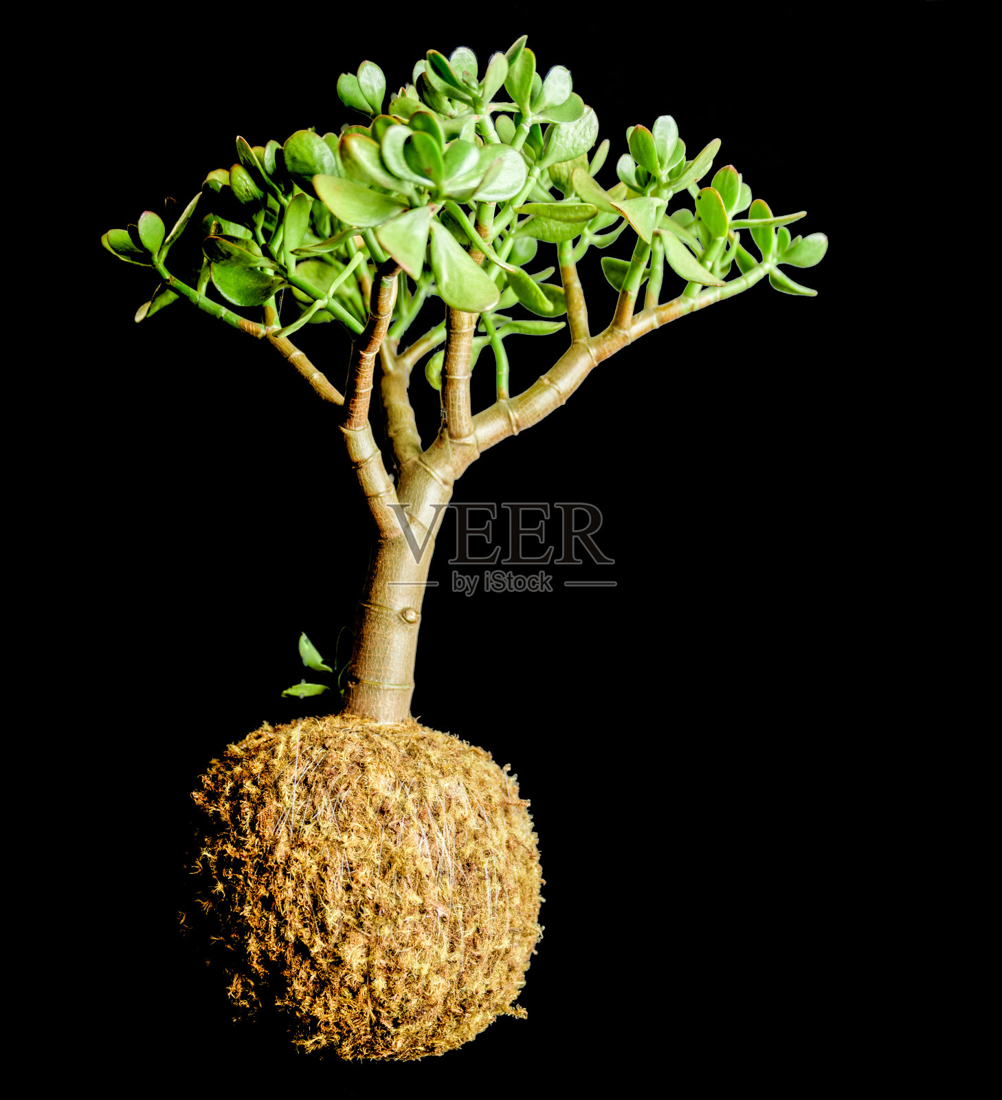 盆景照片摄影图片