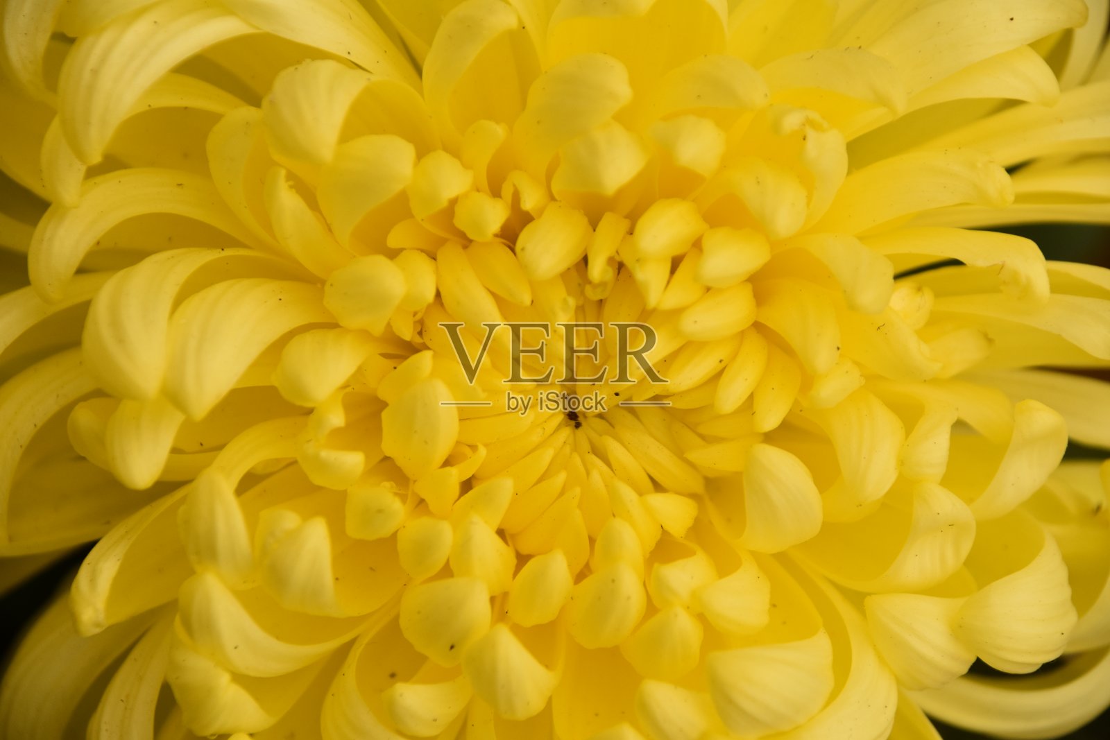 花-极端接近照片摄影图片