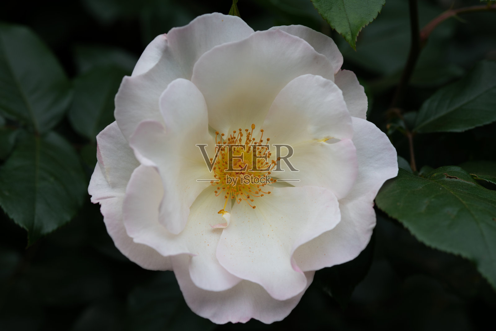 基本信息作者/来源marinowifiid317781102标题特写的白玫瑰花作品数量