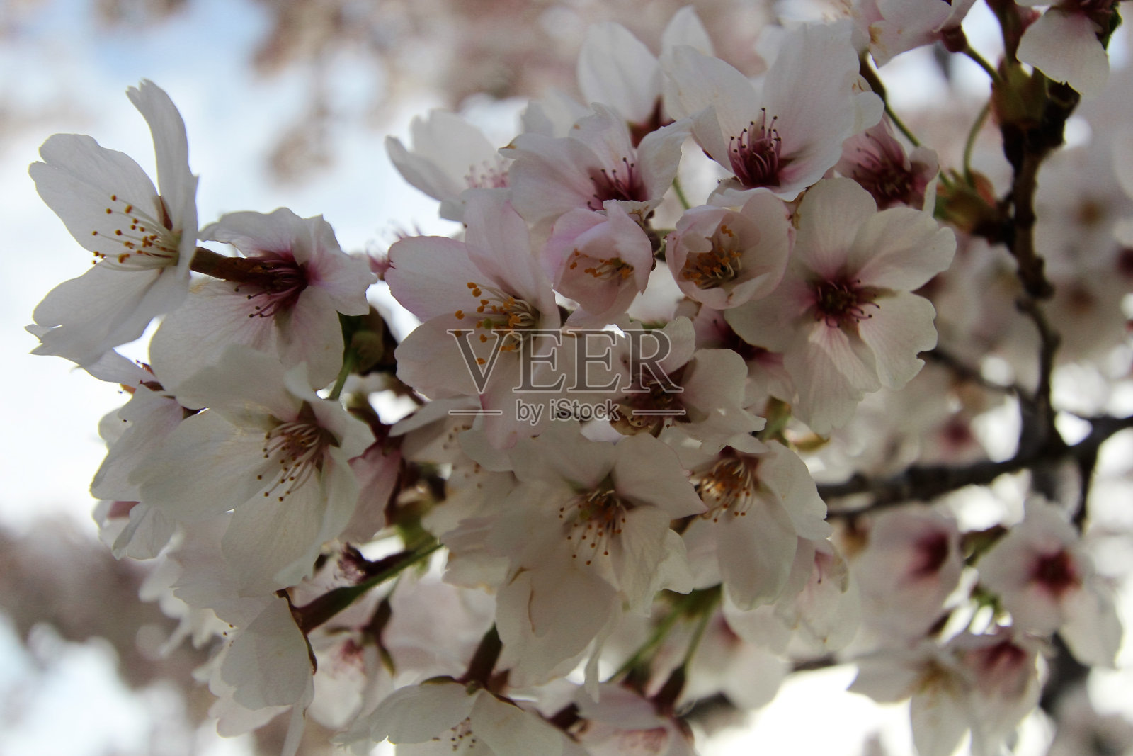 樱花照片摄影图片