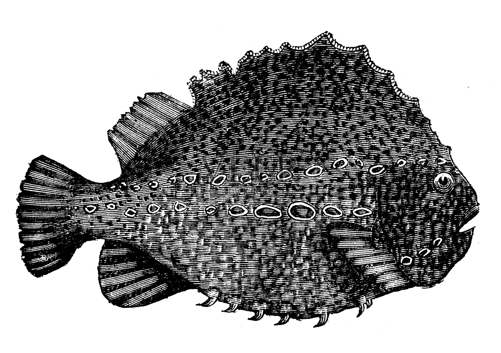 动物仿古雕刻插图:笨蛋设计元素图片