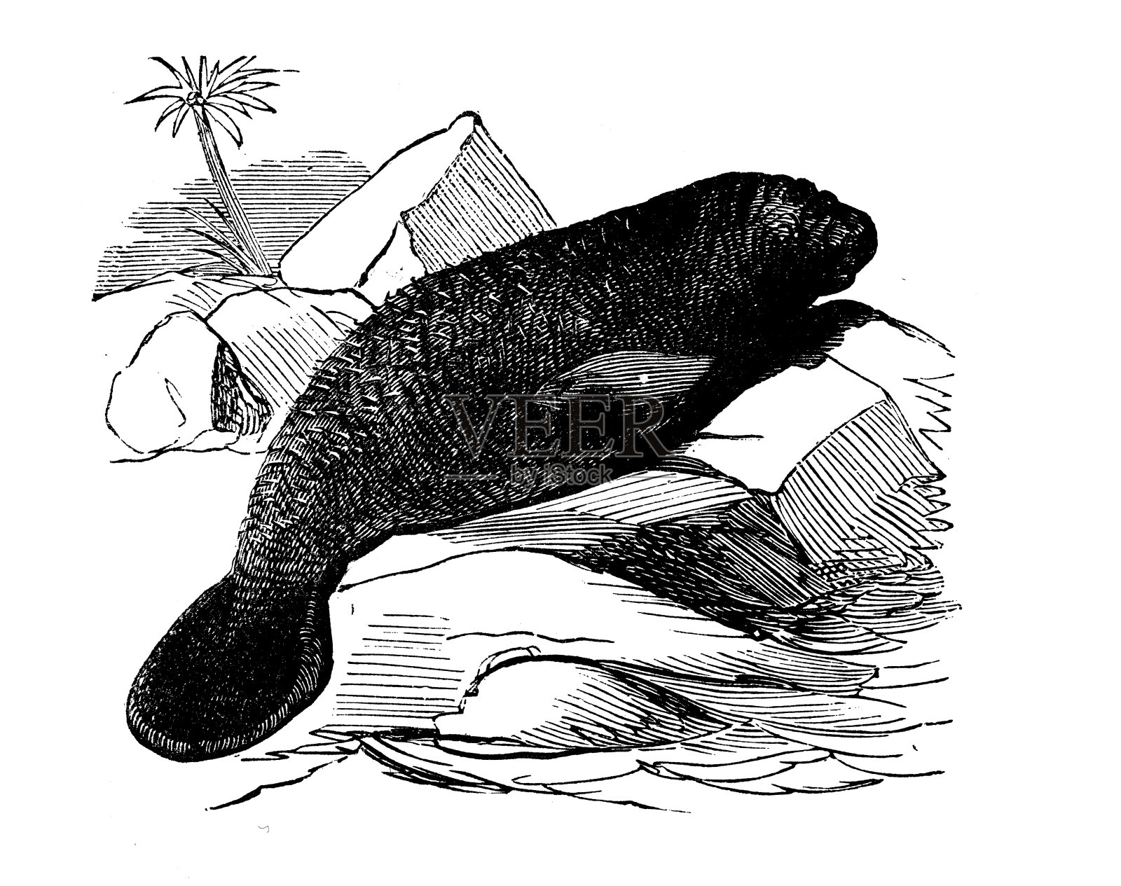 动物仿古雕刻插图:海牛设计元素图片