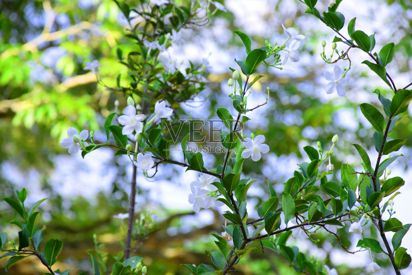 白色花植物照片摄影图片