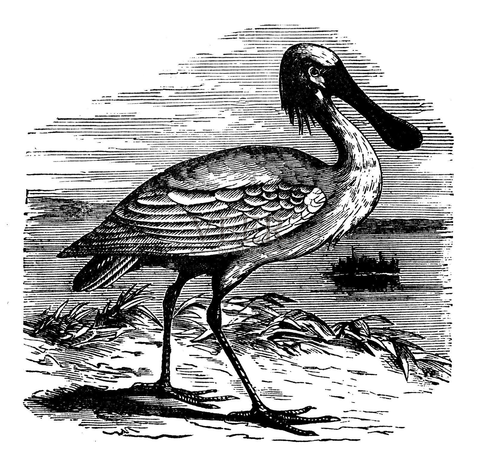 动物仿古雕刻插图:白鹭设计元素图片