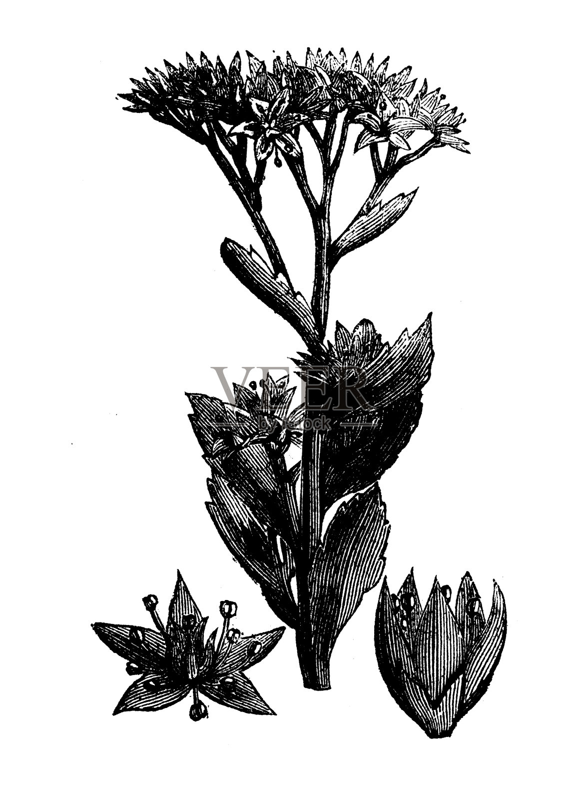 植物学植物仿古雕刻插图:永生设计元素图片