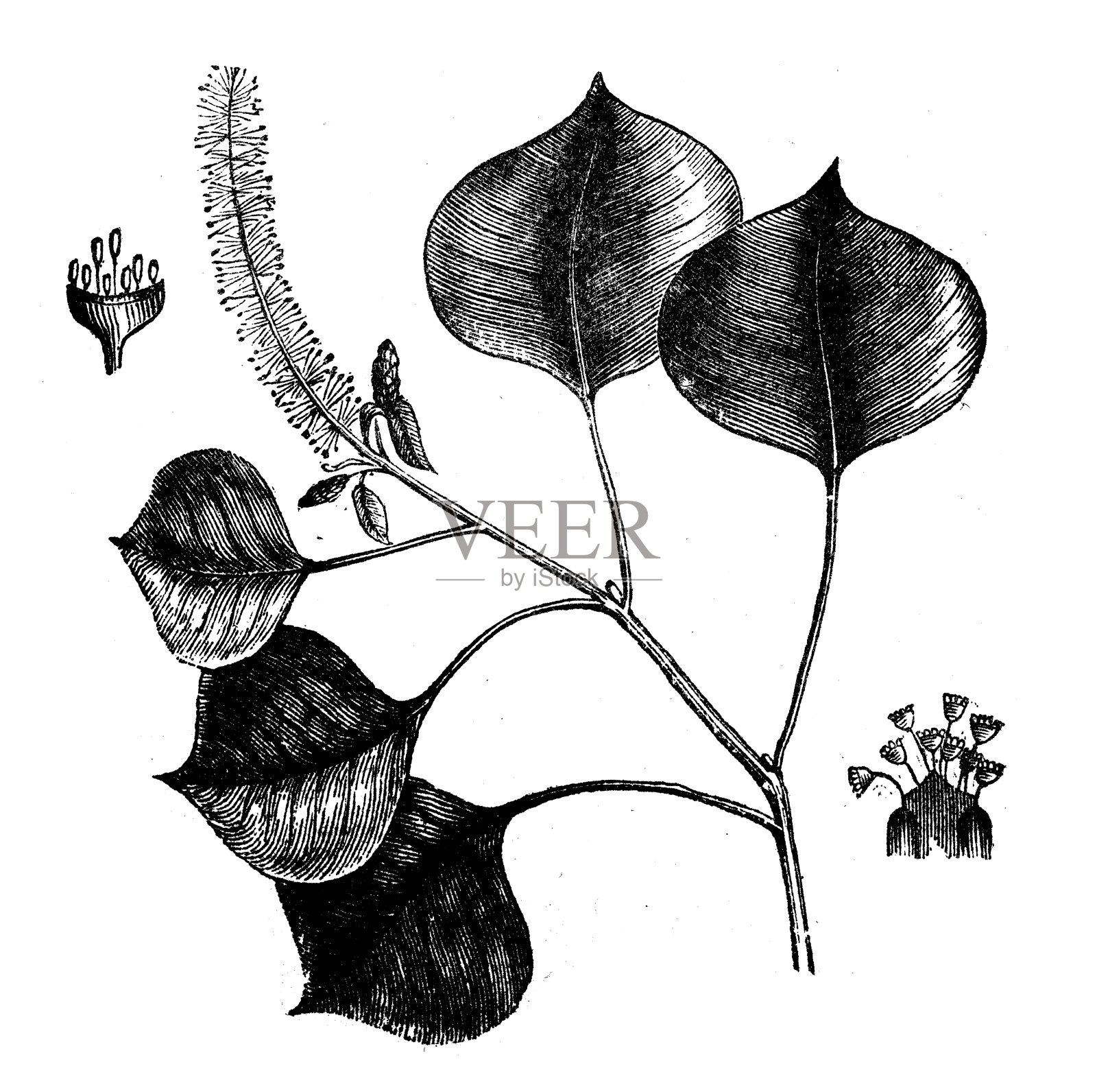 植物学植物仿古雕刻插图:牛油树插画图片素材