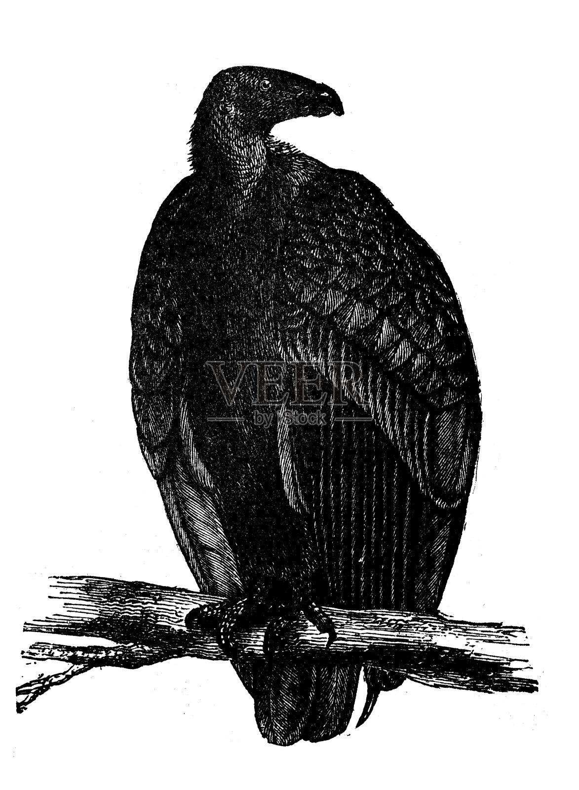 动物古董雕刻插图:加州秃鹫设计元素图片