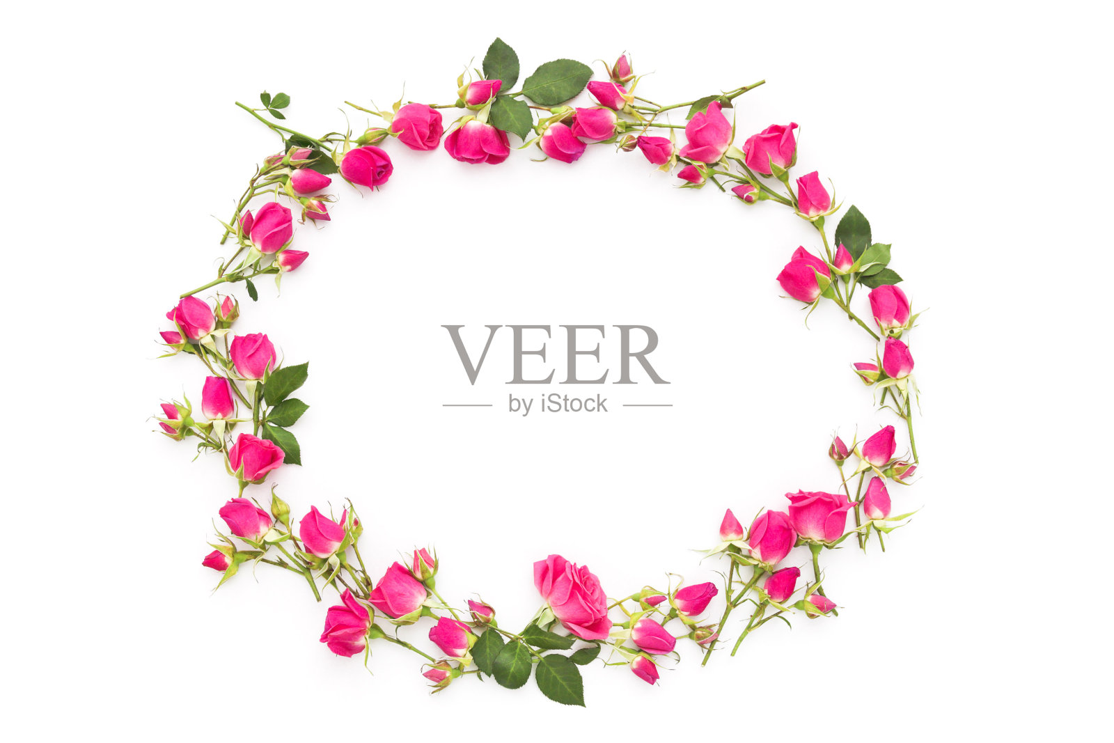 白色背景上的小粉红玫瑰照片摄影图片