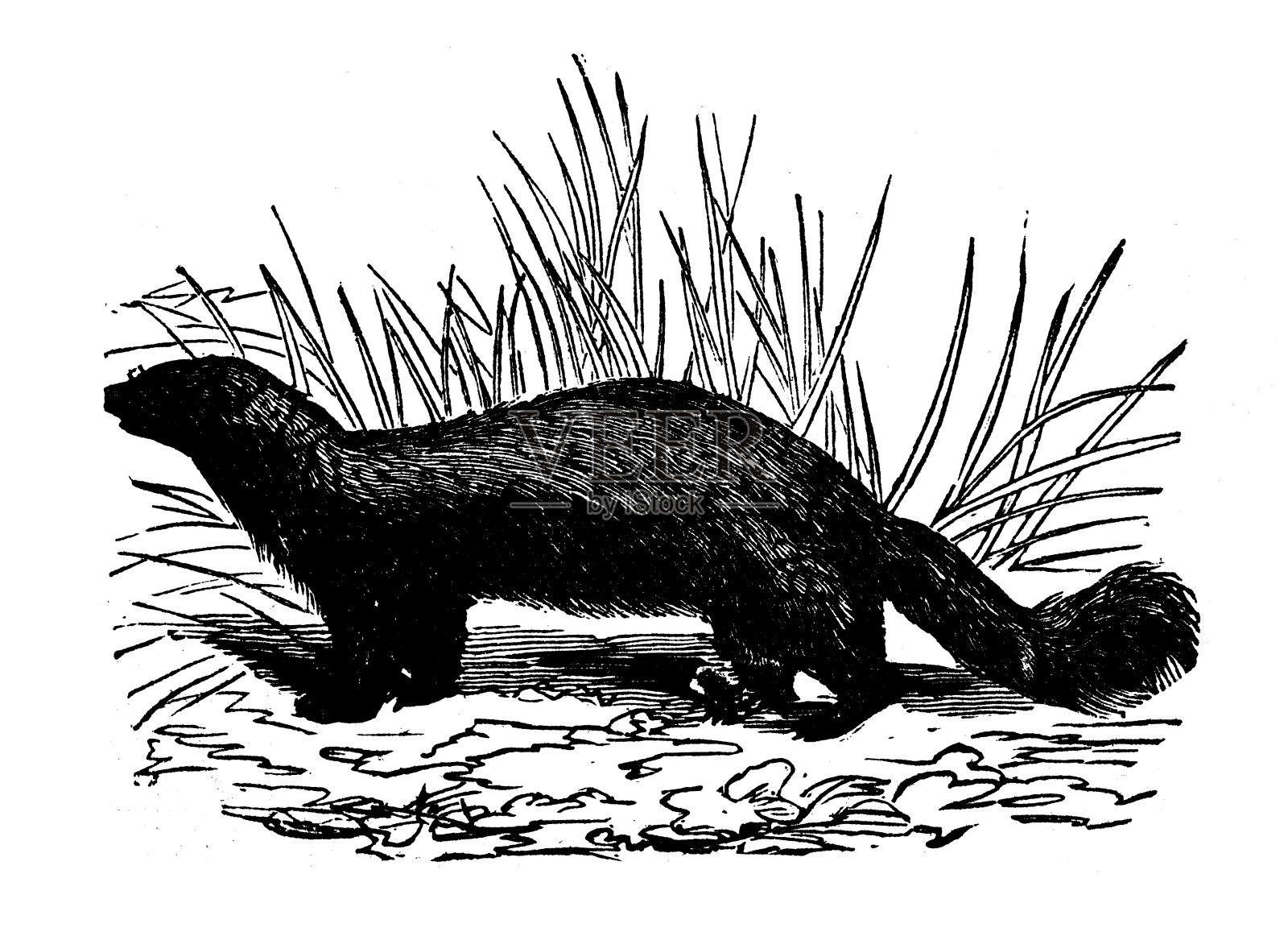 动物古董雕刻插图:臭鼬设计元素图片