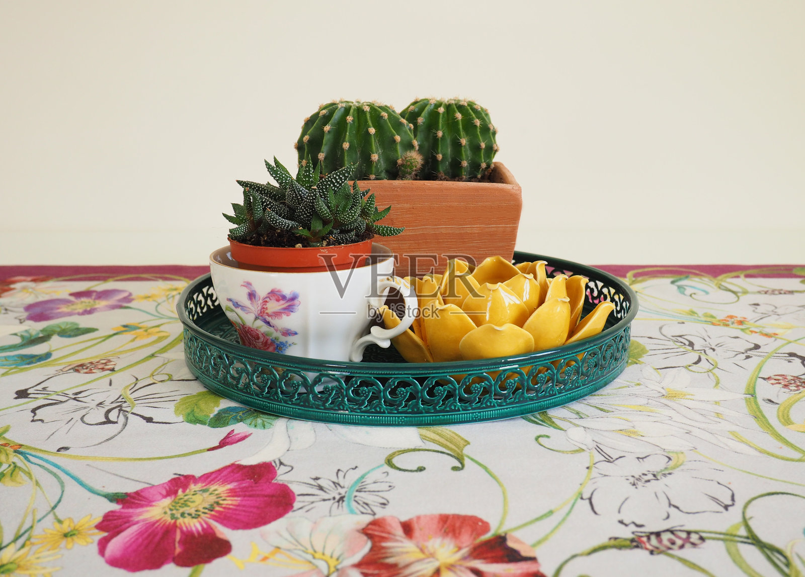 肥肉植物与陶瓷花盆照片摄影图片