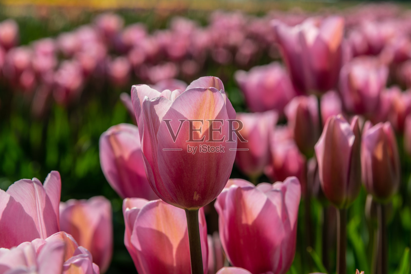 在一个阳光明媚的日子里，郁金香在地里生长照片摄影图片