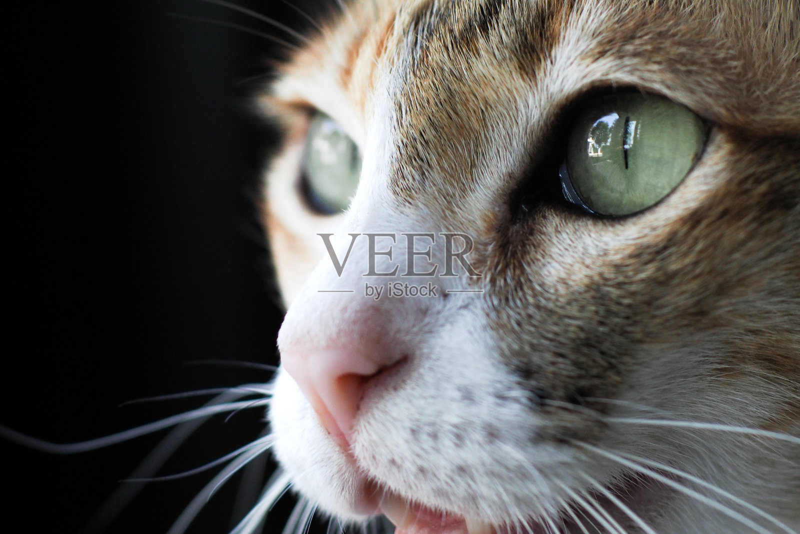 近距离聚焦可爱的猫照片摄影图片