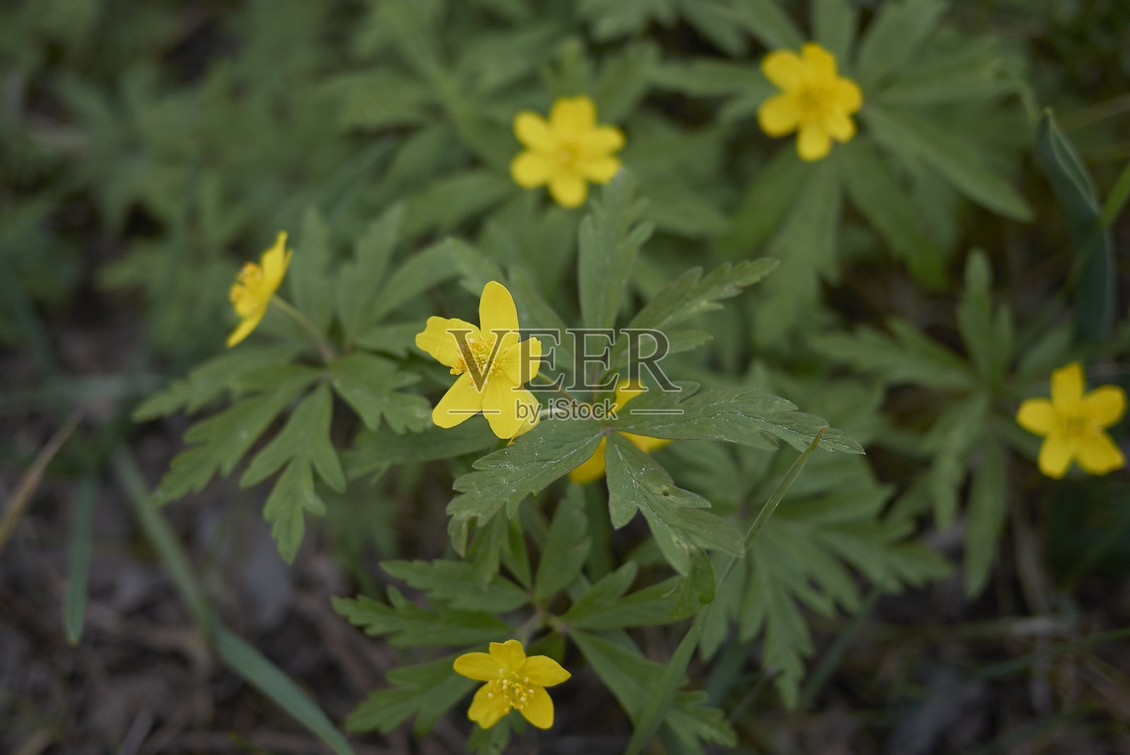 阿尼蒙拉努库洛德照片摄影图片