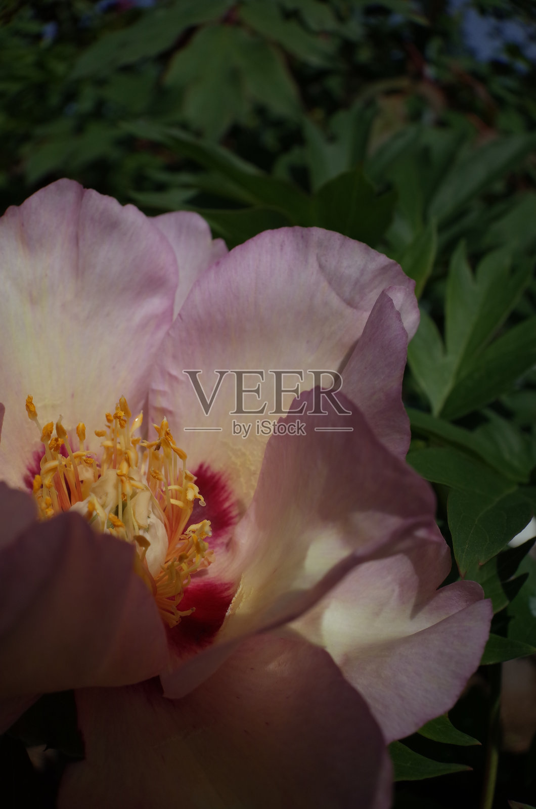 牡丹的中心照片摄影图片