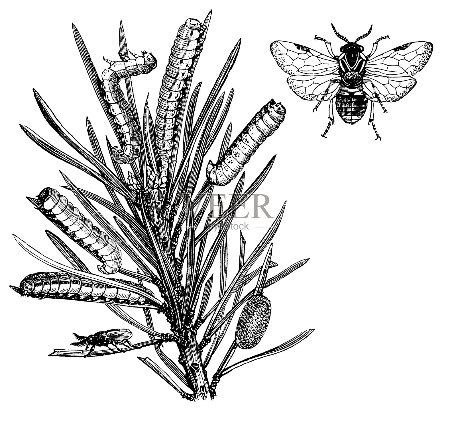 普通松锯蝇插画图片素材