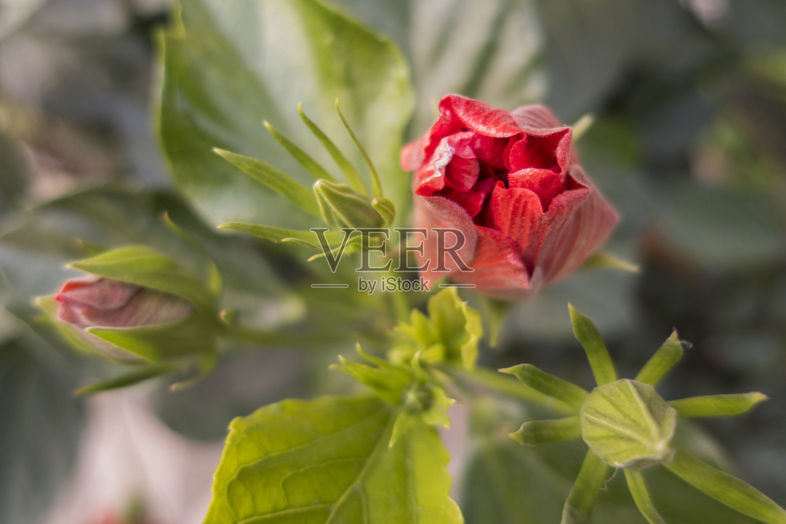 近距离观察大自然中的春花照片摄影图片