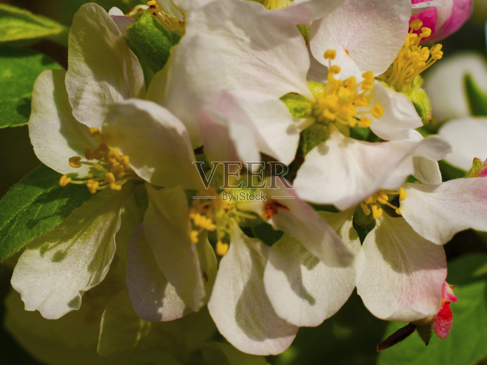 苹果花照片摄影图片