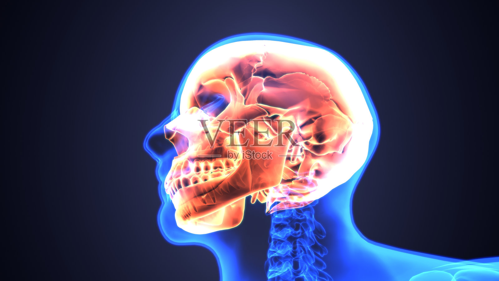 颅骨解剖的3D插图-人体骨骼医学概念的一部分。照片摄影图片