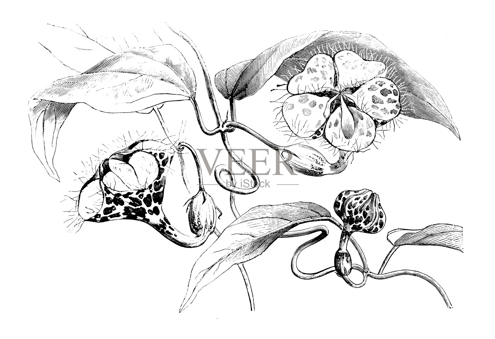 植物学植物仿古雕刻插图:蔷薇插画图片素材