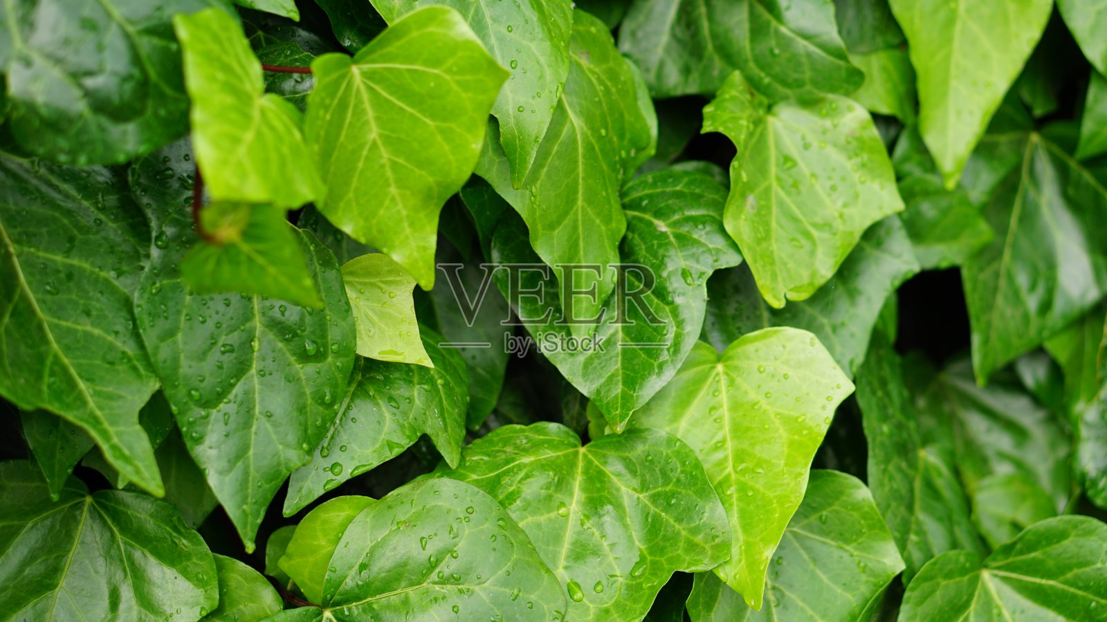 绿叶背景照片摄影图片