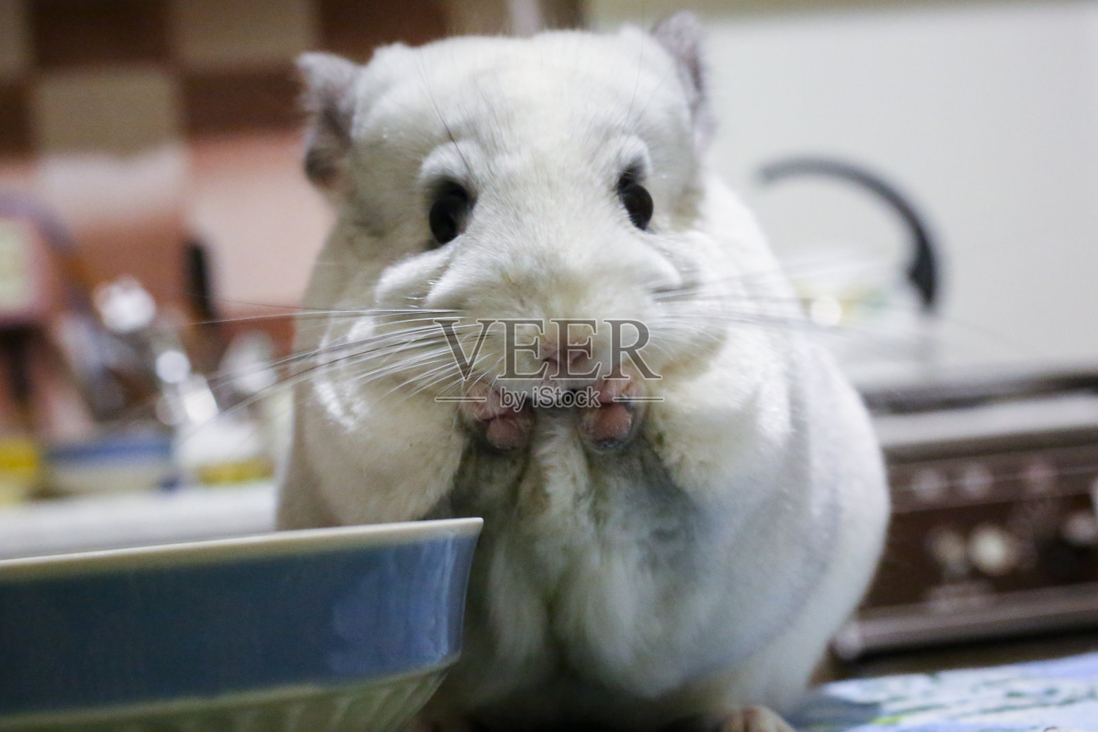 可爱的毛绒绒的白色栗鼠在桌子旁边的盘子里吃着葵花籽。宠物在家里。白色的皮毛和友好的动物。钦奇利亚可爱。照片摄影图片