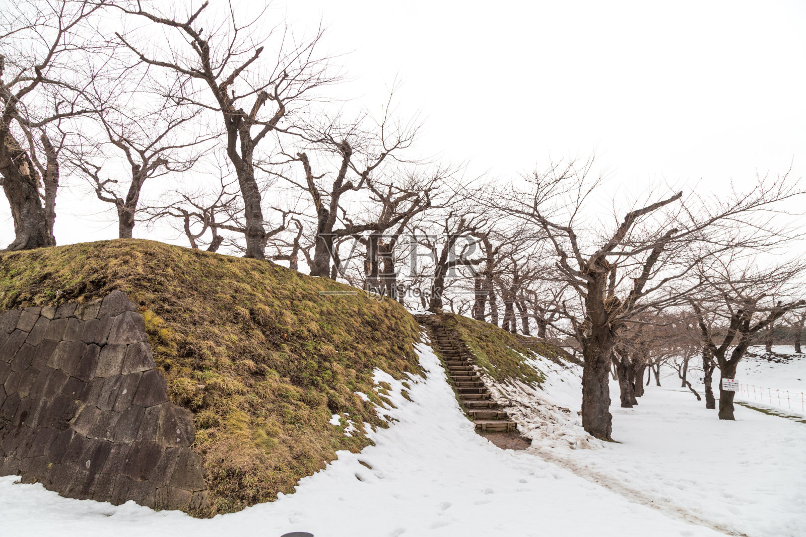 日本北海道冬季的落叶樱花树。照片摄影图片
