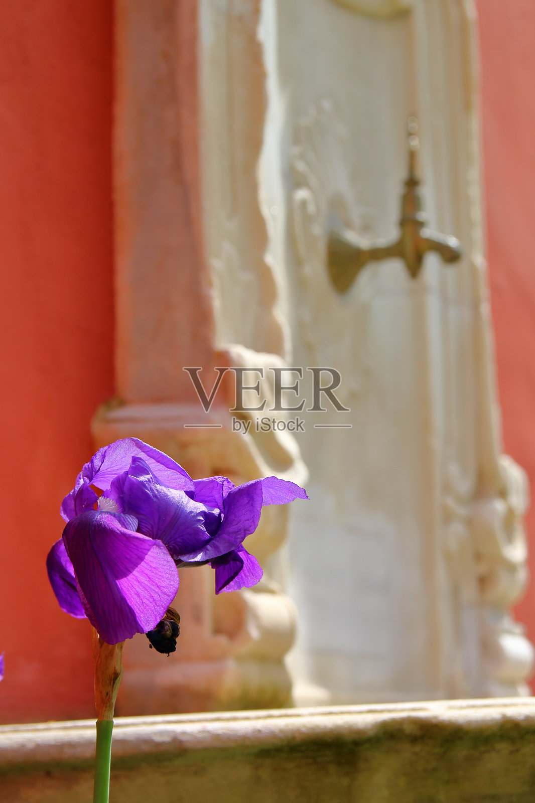 旧水龙头背景下盛开的虹膜。照片摄影图片