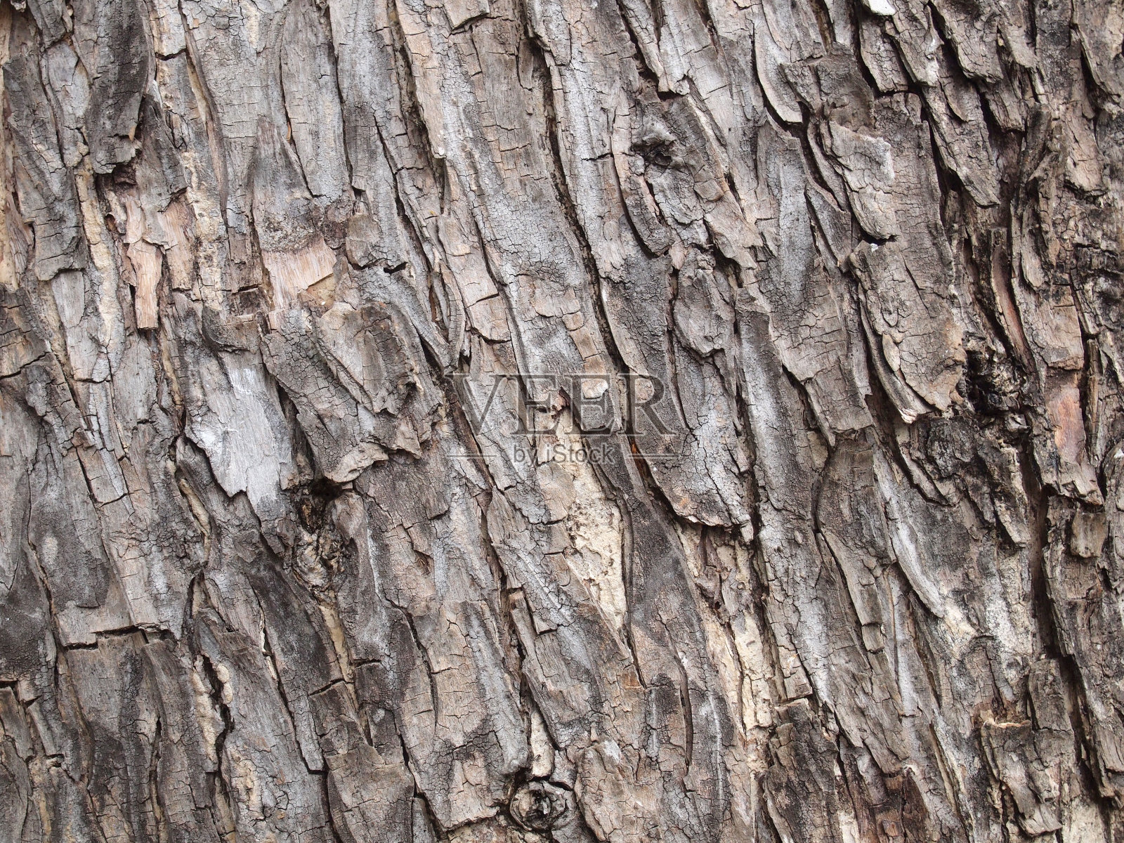 树皮纹理照片摄影图片