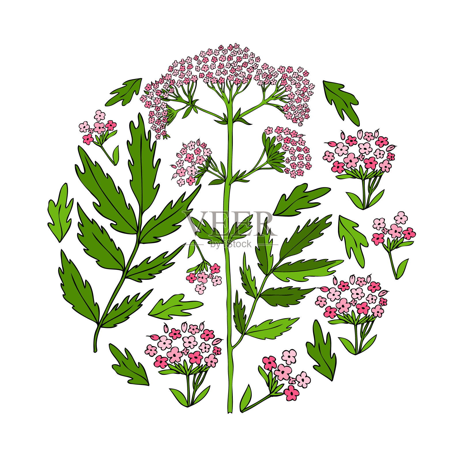 缬草手绘矢量彩色插图插画图片素材
