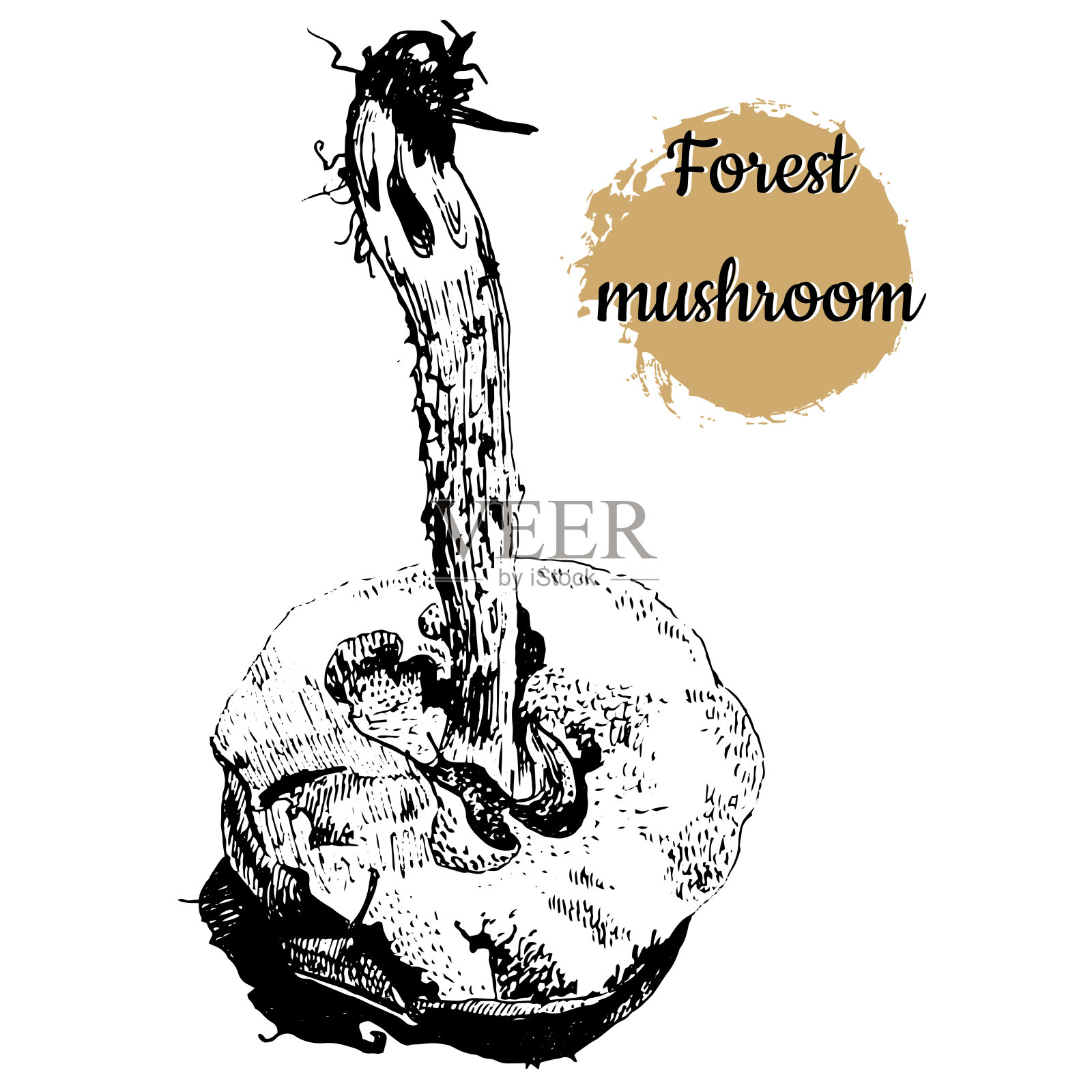 手绘水墨笔复古雕刻风格的森林蘑菇与蛞蝓孤立在白色背景上的黑白矢量插图。插画图片素材