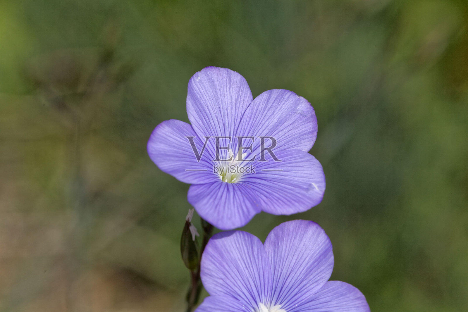 亚洲亚麻照片摄影图片