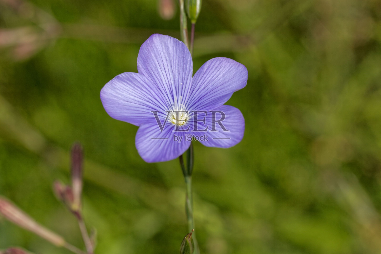 亚洲亚麻照片摄影图片