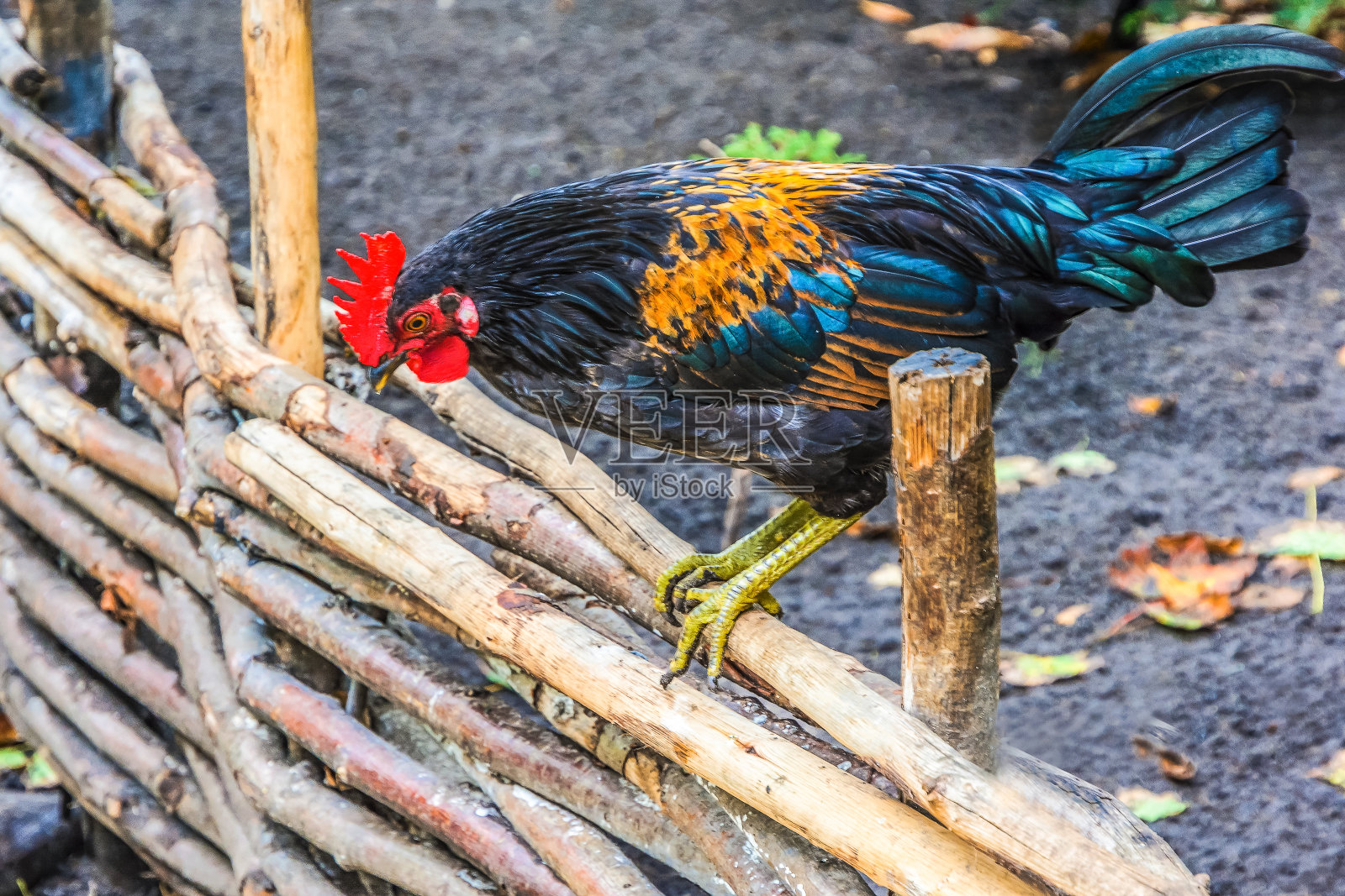 小鸡在花园小径上散步照片摄影图片