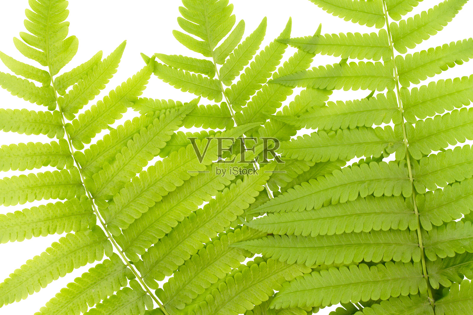 新鲜年轻的绿色亚洲雨林蕨类植物的叶子。照片摄影图片