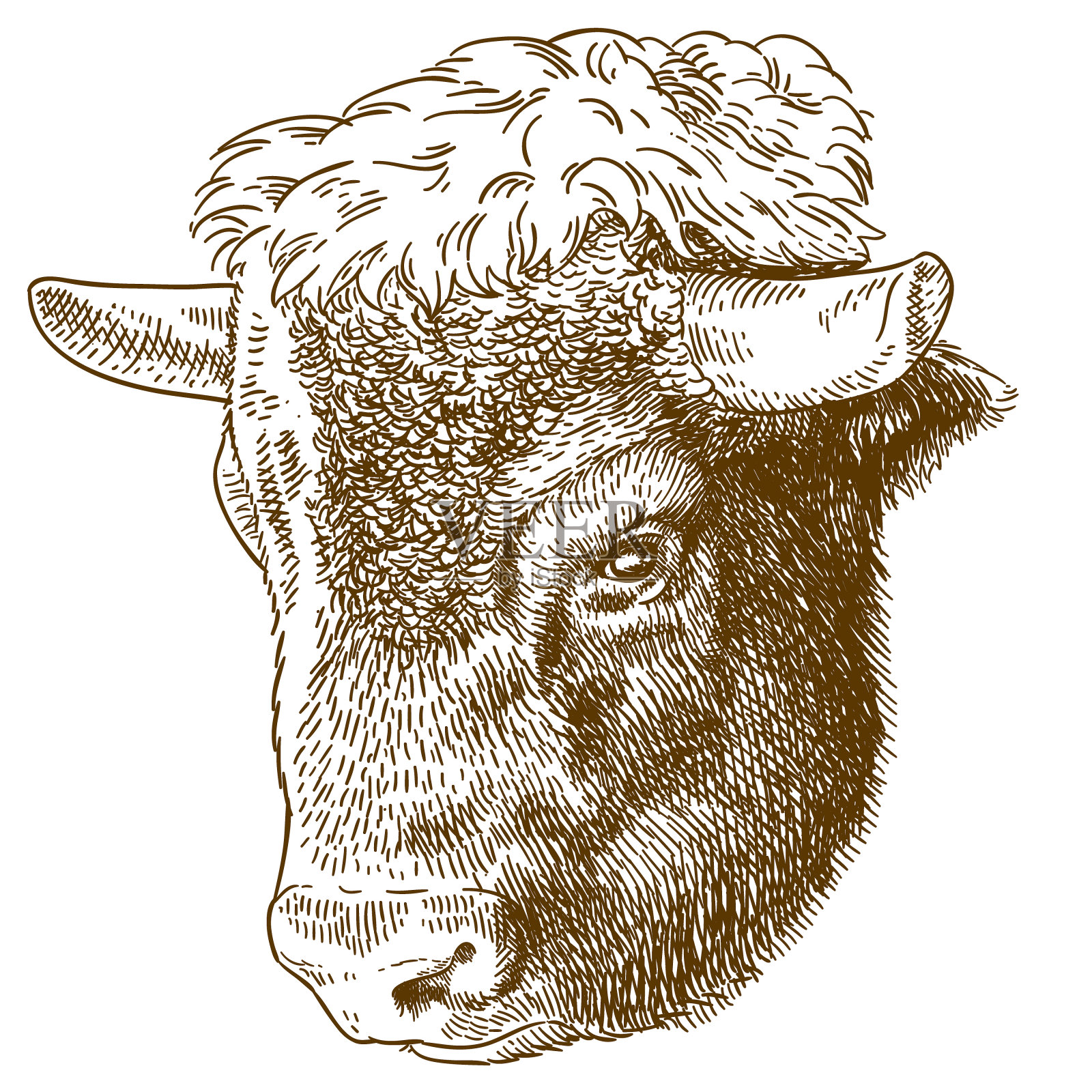 野牛头蚀刻插图插画图片素材