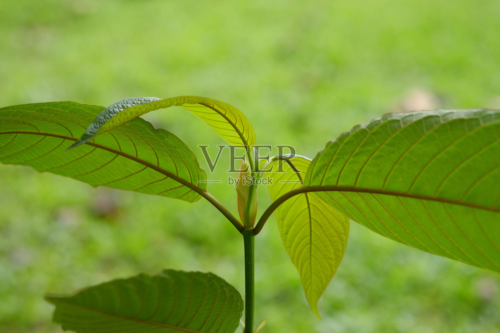 三叶草(kratom)，植物在泰国，kratom是泰国的草药，鼓励健康。近距离照片摄影图片