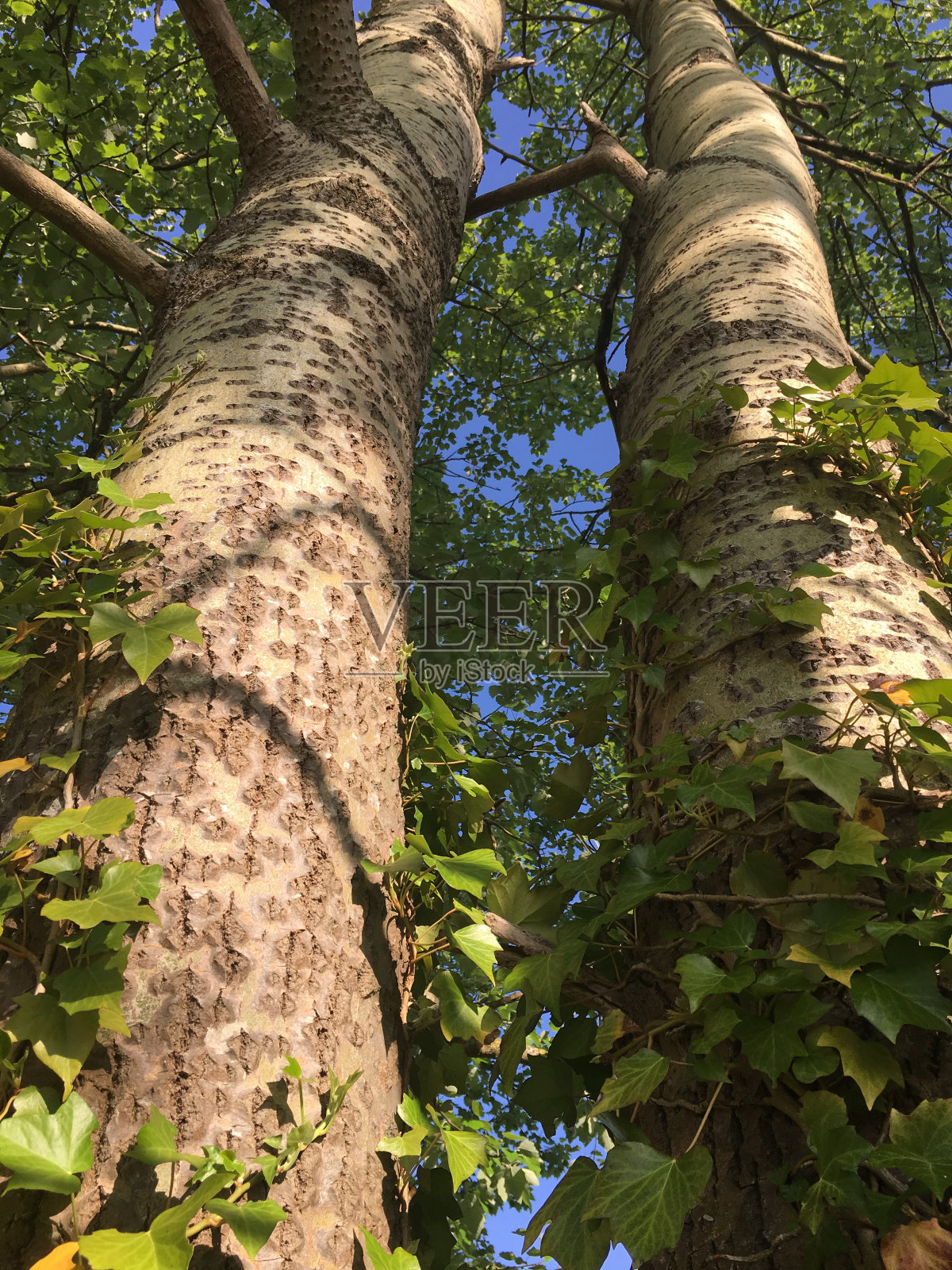 2018年5月，埃克塞特的灰杨树照片摄影图片