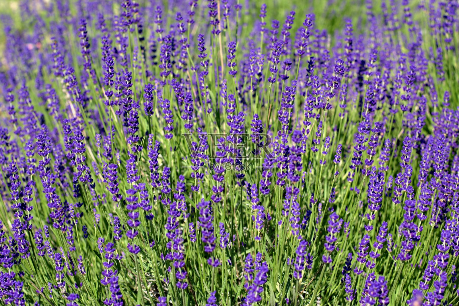 园林、栽培、环境和养护芳香植物的理念。照片摄影图片