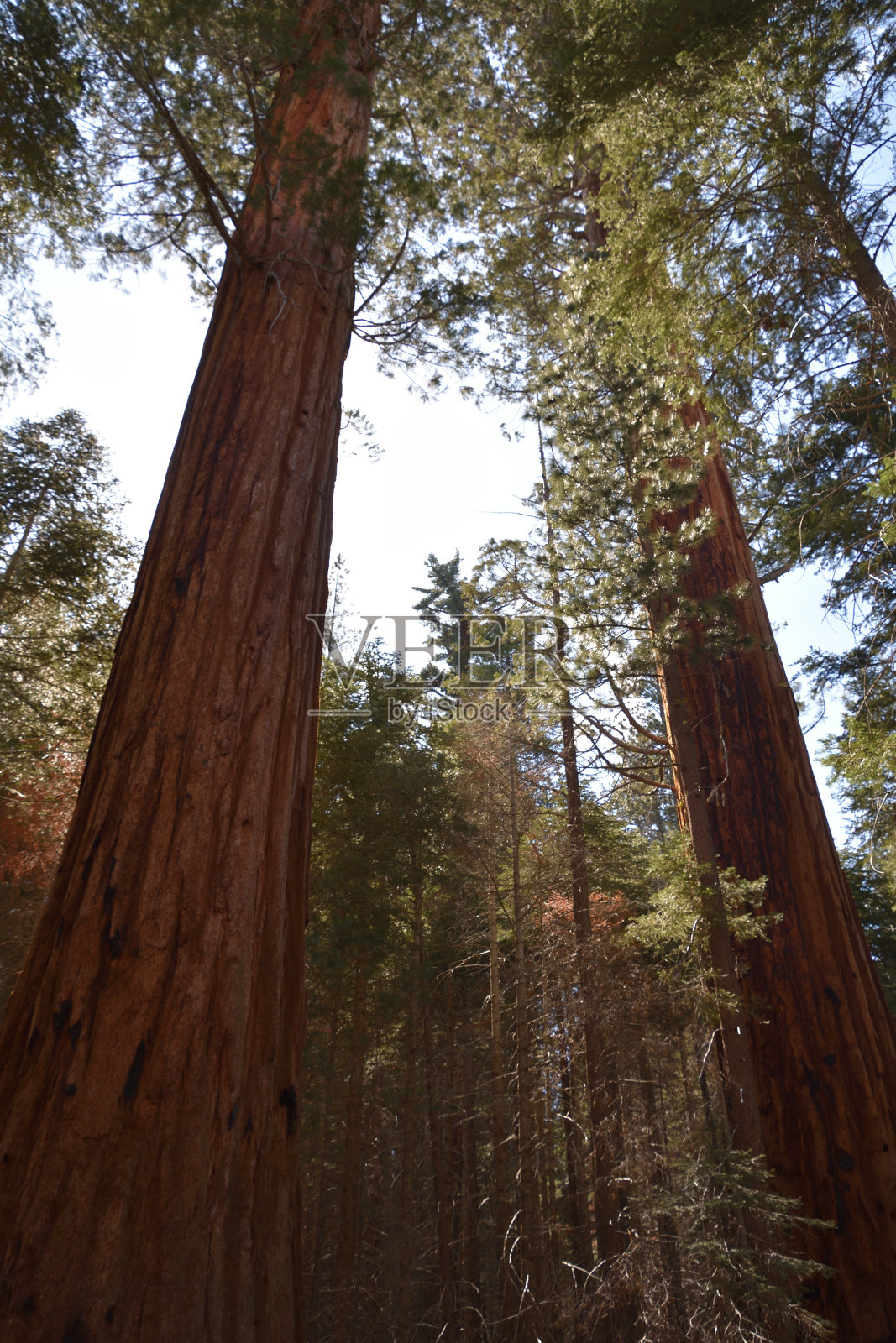 红杉国家森林照片摄影图片